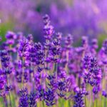 キャットフードのラベンダー。血行促進や疲労緩和、リラックス効果。生花やアロマは中毒の危険性