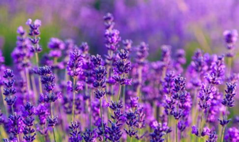 キャットフードのラベンダー。血行促進や疲労緩和、リラックス効果。生花やアロマは中毒の危険性