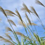 キャットフードのススキ。食物繊維源として毛玉ケアに使用。セルロースとの違いは？