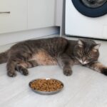 猫のご飯の与え方「定時給餌法」と「自由採食法」どちらがいい?猫に合う食事管理