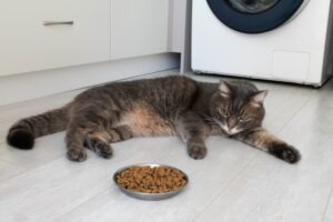 猫のご飯の与え方「定時給餌法」と「自由採食法」どちらがいい？猫に合う食事管理