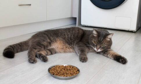 猫のご飯の与え方「定時給餌法」と「自由採食法」どちらがいい？猫に合う食事管理