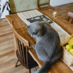 猫がテーブルに乗る・物を落とすのはなぜ？その理由とやめさせるための対策