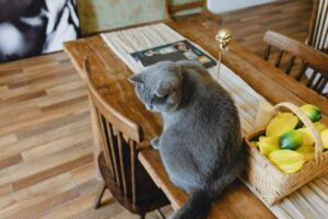 猫がテーブルに乗る・物を落とすのはなぜ?その理由とやめさせるための対策