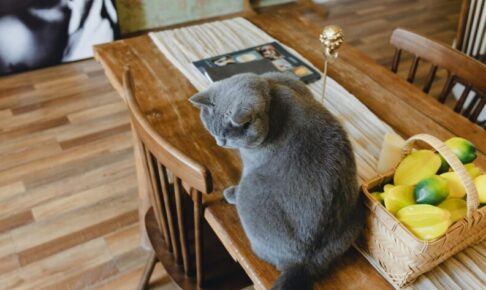猫がテーブルに乗る・物を落とすのはなぜ?その理由とやめさせるための対策