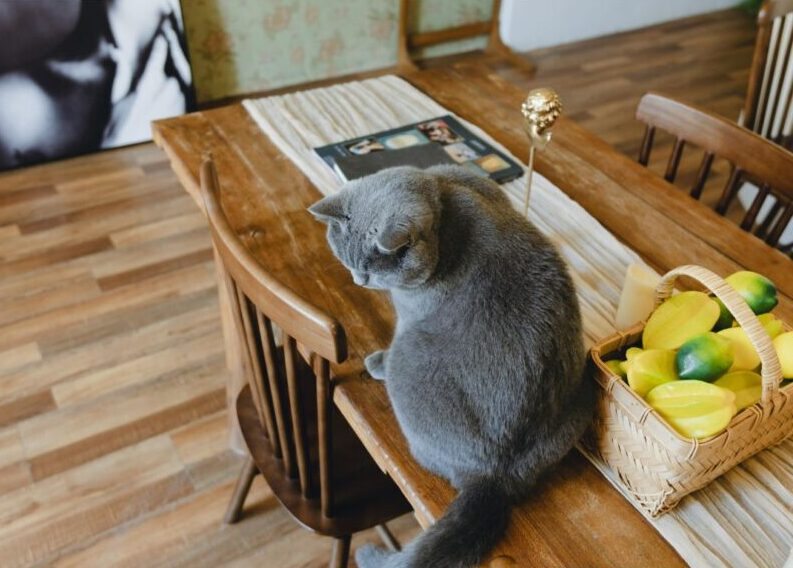 猫がテーブルに乗る・物を落とすのはなぜ？その理由とやめさせるための対策