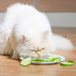 猫はきゅうりを食べられる？メリットや注意点、安全な与え方を解説