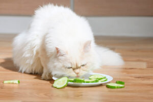 猫はきゅうりを食べられる？メリットや注意点、安全な与え方を解説