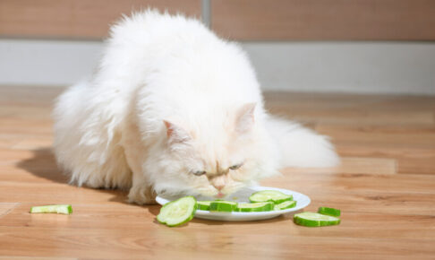 猫はきゅうりを食べられる？メリットや注意点、安全な与え方を解説