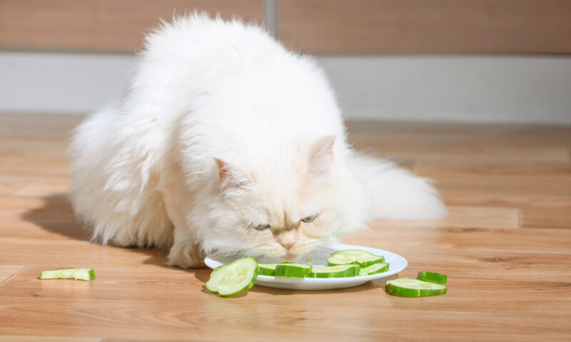 猫はきゅうりを食べられる？メリットや注意点、安全な与え方を解説