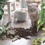 その観葉植物、猫にとっては危険かも？中毒症状を起こす危険な植物一覧と症状、安全対策まで