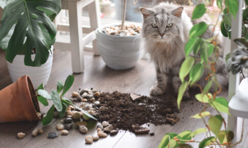 その観葉植物、猫にとっては危険かも？中毒症状を起こす危険な植物一覧と症状、安全対策まで