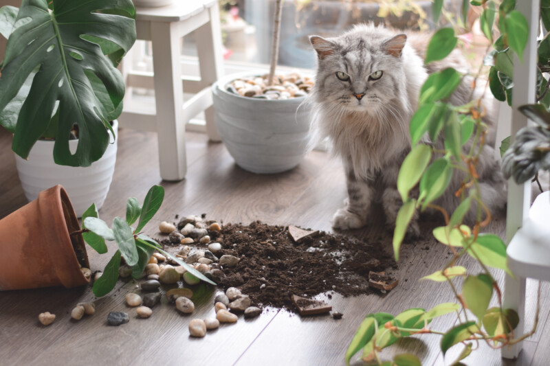 その観葉植物、猫にとっては危険かも？中毒症状を起こす危険な植物一覧と症状、安全対策まで