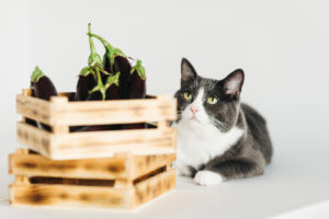 猫がナスを食べたら注意！「アルカロイド」による中毒症状や対処法