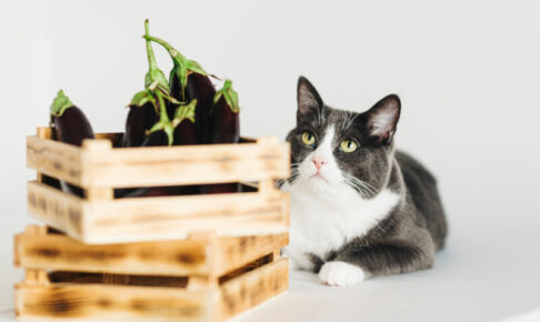 猫がナスを食べたら注意！「アルカロイド」による中毒症状や対処法