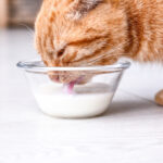 猫は人間用の牛乳を飲んでも大丈夫？乳糖の危険性や症状、対処法など