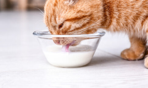 猫は人間用の牛乳を飲んでも大丈夫？乳糖の危険性や症状、対処法など