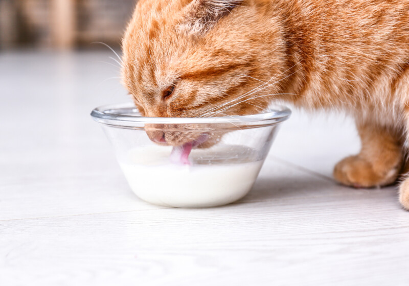 猫は人間用の牛乳を飲んでも大丈夫？乳糖の危険性や症状、対処法など