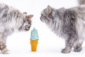 猫がアイスクリームを食べちゃった！症状や対処法、ひんやりおやつの代用など