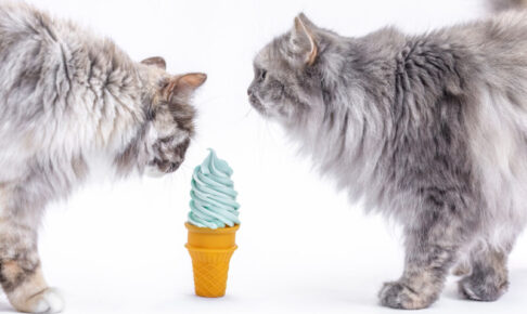 猫がアイスクリームを食べちゃった！症状や対処法、ひんやりおやつの代用など