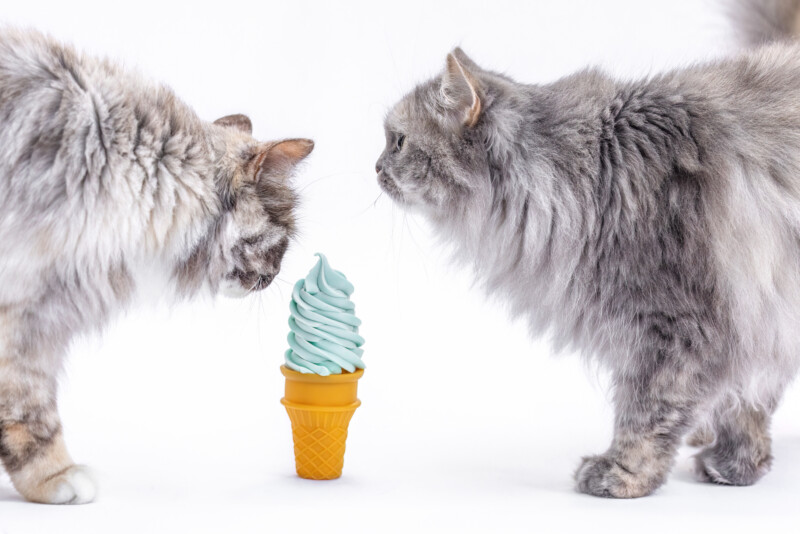 猫がアイスクリームを食べちゃった！症状や対処法、ひんやりおやつの代用など