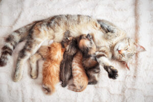 猫の食の好みはいつ決まる？出生前・授乳期の経験がフード嗜好に与える影響