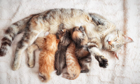 猫の食の好みはいつ決まる？出生前・授乳期の経験がフード嗜好に与える影響