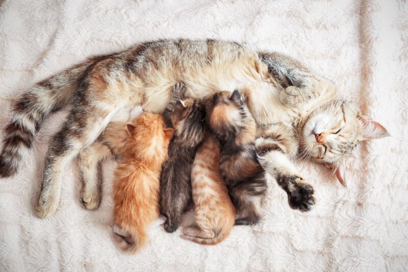猫の食の好みはいつ決まる？出生前・授乳期の経験がフード嗜好に与える影響