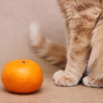 猫はみかんを食べられる？危険なみかんの皮の成分や与える際の注意点など