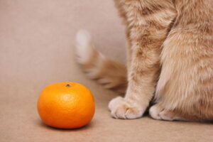 猫はみかんを食べられる？危険なみかんの皮の成分や与える際の注意点など