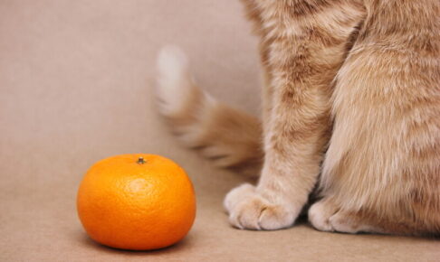 猫はみかんを食べられる？危険なみかんの皮の成分や与える際の注意点など
