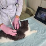 猫の腎臓病に新薬はある？2026年最新情報と今できる治療を正しく解説