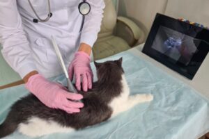 猫の腎臓病に新薬はある？2026年最新情報と今できる治療を正しく解説