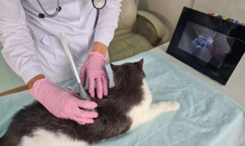 猫の腎臓病に新薬はある？2026年最新情報と今できる治療を正しく解説