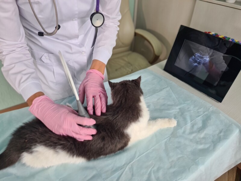 猫の腎臓病に新薬はある？2026年最新情報と今できる治療を正しく解説