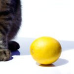 猫がレモンを食べたら注意！「リモネン」や「ソラレン」による中毒症状や対処法
