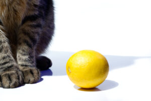 猫がレモンを食べたら注意！「リモネン」や「ソラレン」による中毒症状や対処法
