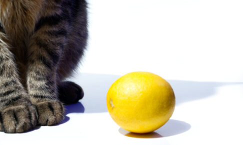 猫がレモンを食べたら注意！「リモネン」や「ソラレン」による中毒症状や対処法