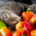 猫はピーマンを食べても大丈夫？キャットフードのトッピングに、与える際の注意点やメリット