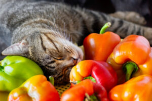 猫はピーマンを食べても大丈夫？キャットフードのトッピングに、与える際の注意点やメリット