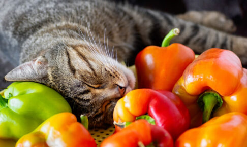 猫はピーマンを食べても大丈夫？キャットフードのトッピングに、与える際の注意点やメリット