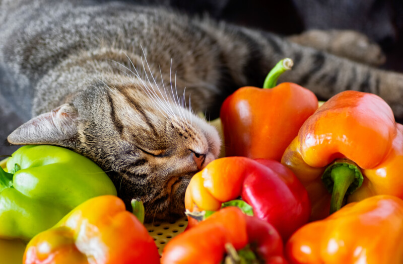 猫はピーマンを食べても大丈夫？キャットフードのトッピングに、与える際の注意点やメリット