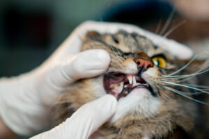 高齢猫がかかりやすい「口腔内腫瘍」。口臭や顔の腫れなど症状・治療方法を解説