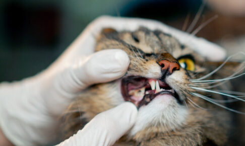 高齢猫がかかりやすい「口腔内腫瘍」。口臭や顔の腫れなど症状・治療方法を解説