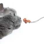 キャットフードの「○○味」は本当にその肉や魚が主原料？フレーバー表示の正しい見方