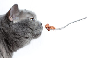 キャットフードの「○○味」は本当にその肉や魚が主原料？フレーバー表示の正しい見方