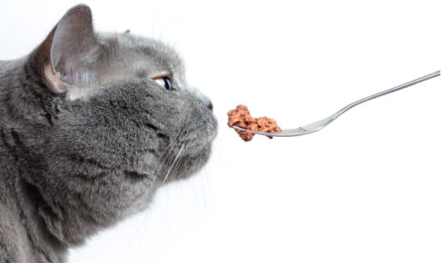 キャットフードの「○○味」は本当にその肉や魚が主原料？フレーバー表示の正しい見方
