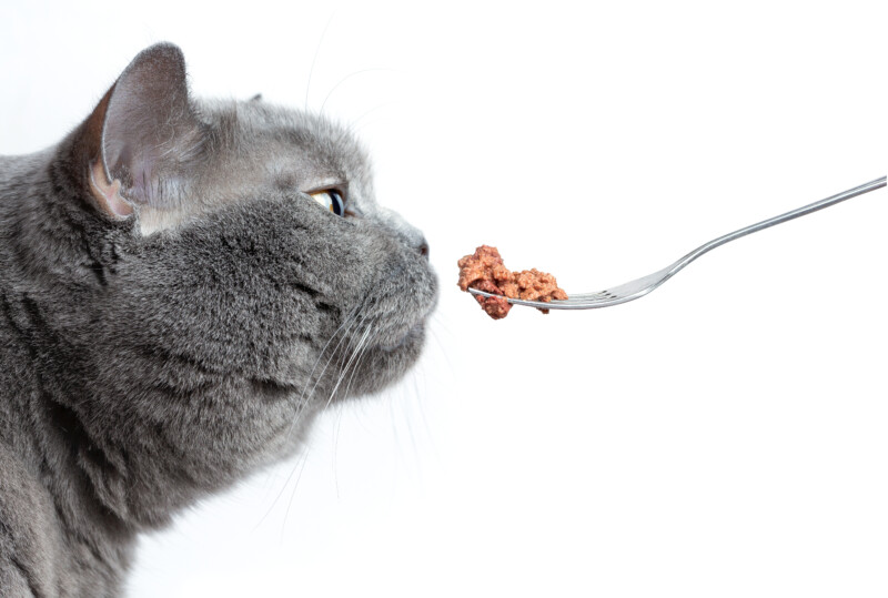 キャットフードの「○○味」は本当にその肉や魚が主原料？フレーバー表示の正しい見方