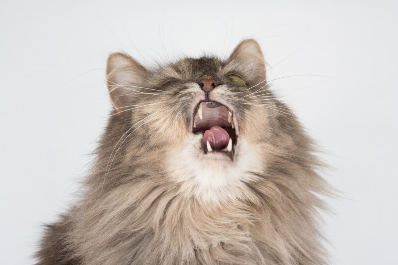 猫のくしゃみや口内炎、「猫カリシウイルス感染症」かも？感染経路、症状・治療方法を解説