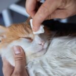 子猫がかかりやすい「猫クラミジア感染症」。感染経路や症状、治療方法などを解説